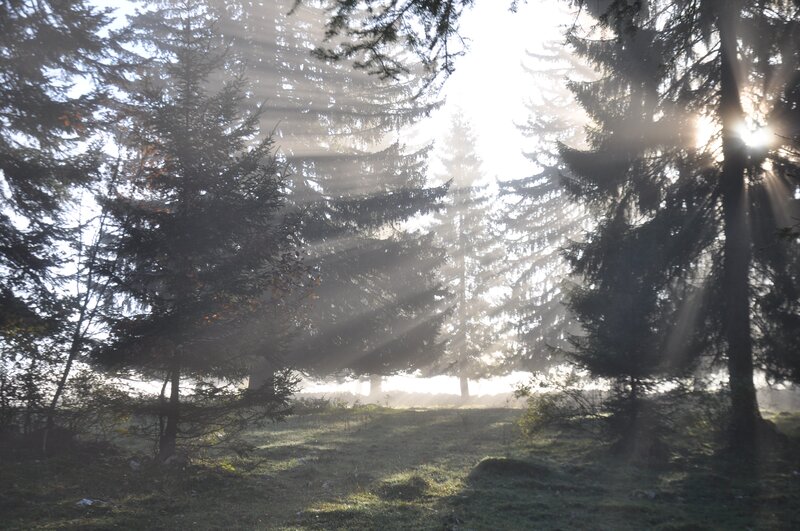 Sunlight through forest trees