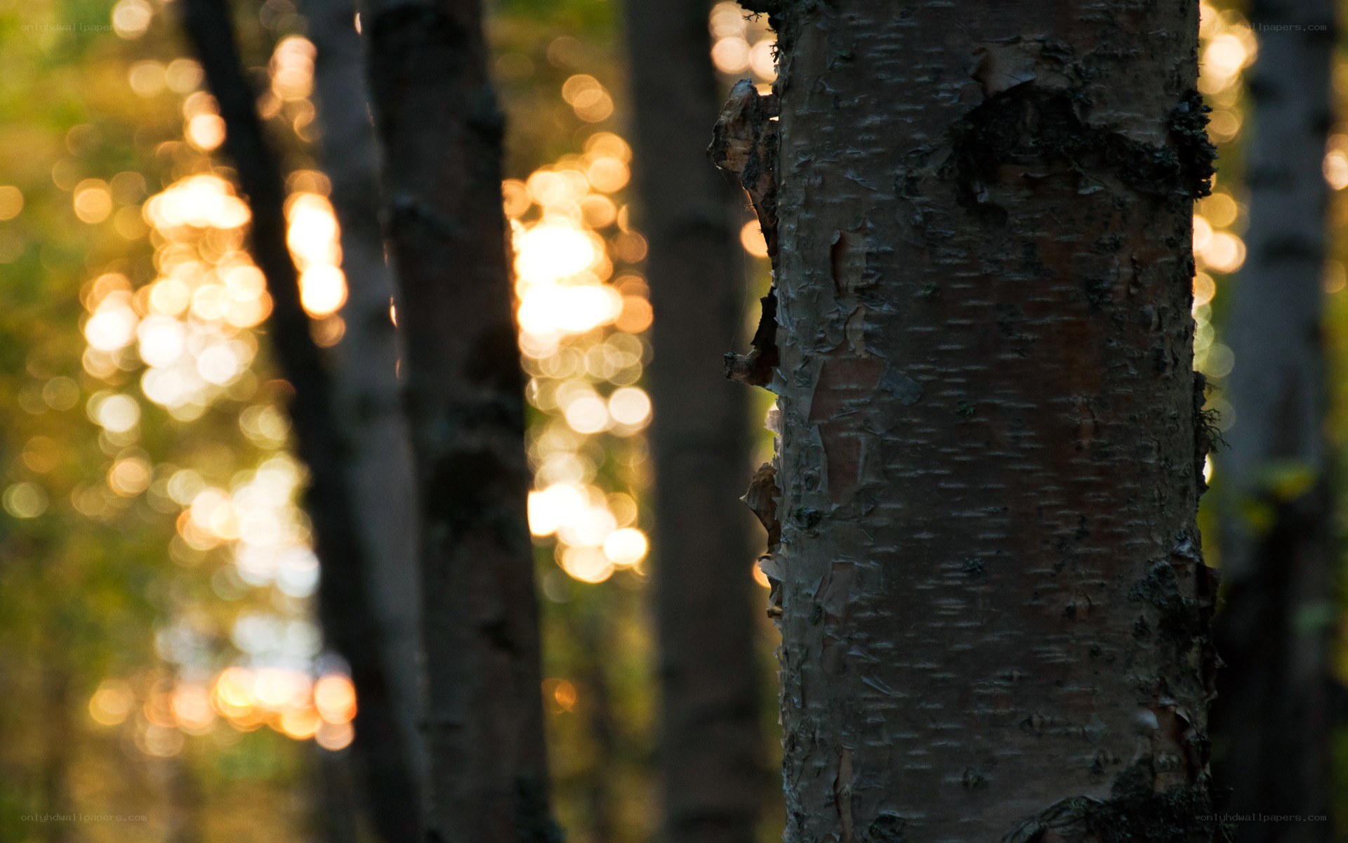 Sunlight through forest trees