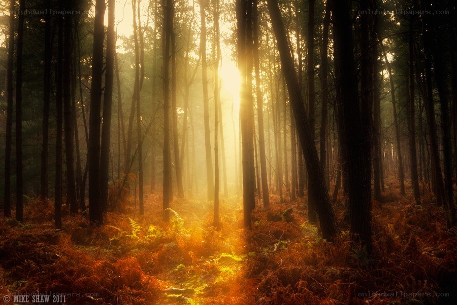 Sunlight through forest trees