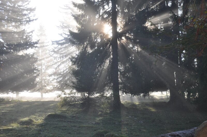 Sunlight through forest trees