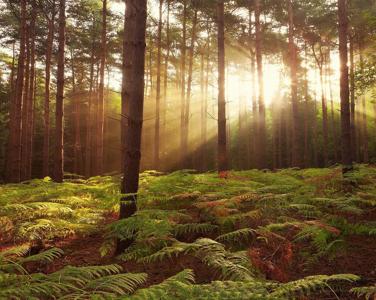 Sunlight through forest trees