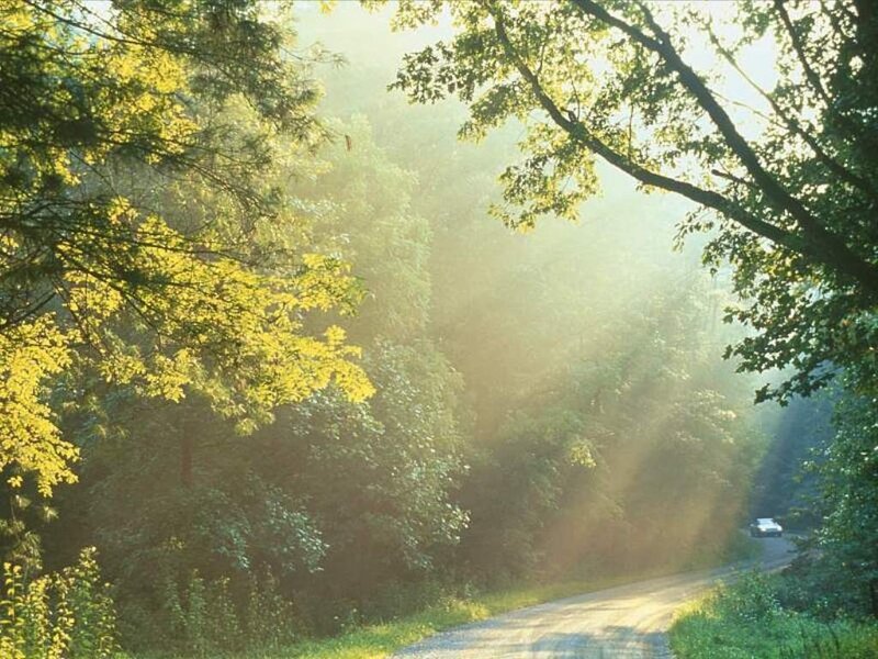 Sunlight through forest trees
