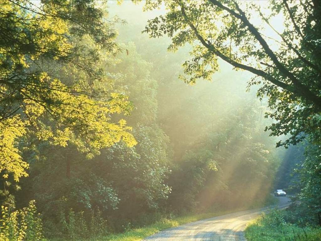 Sunlight through forest trees