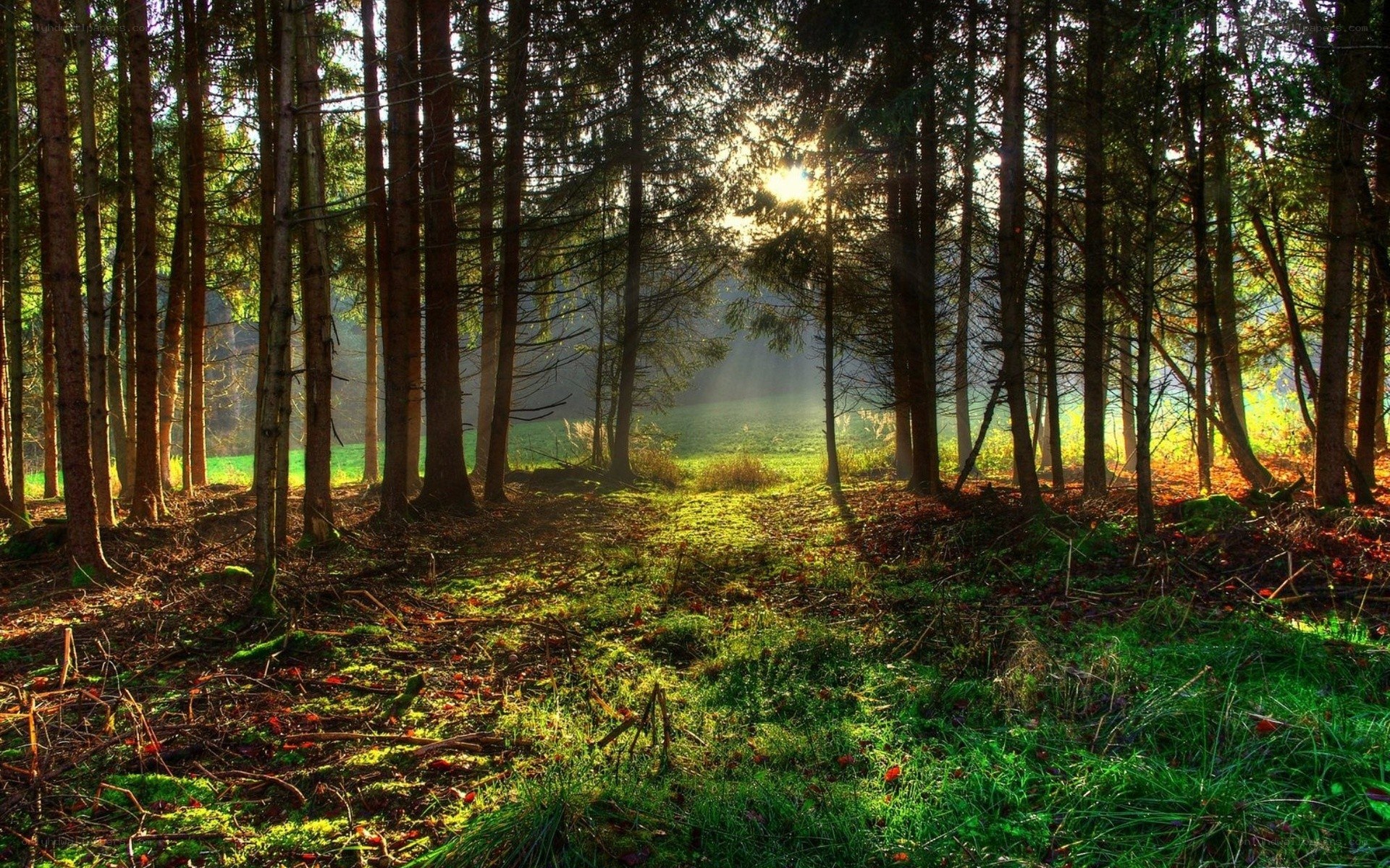 Sunlight through forest trees
