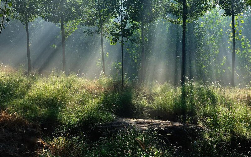 Sunlight through forest trees