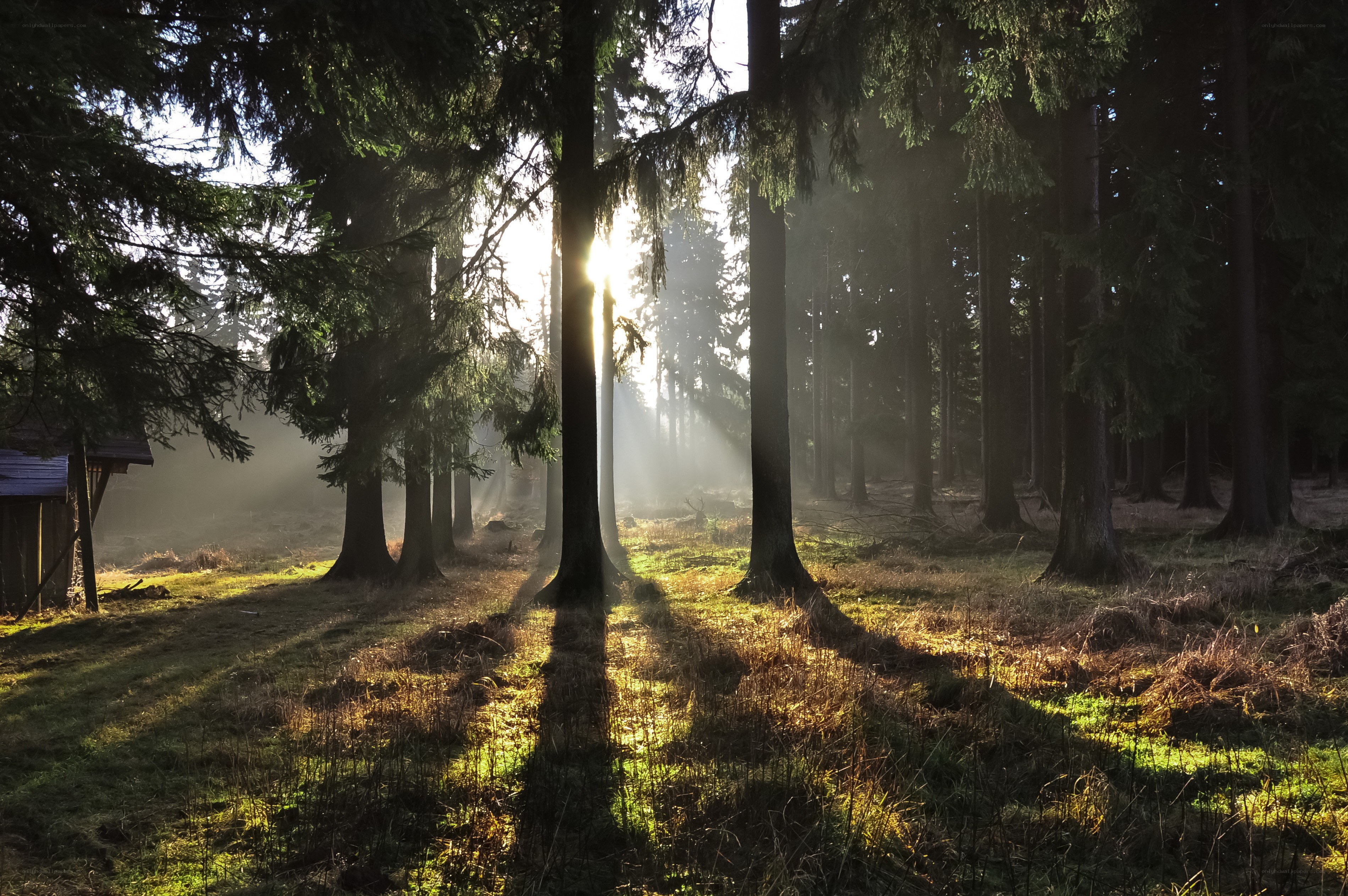 Sunlight through forest trees