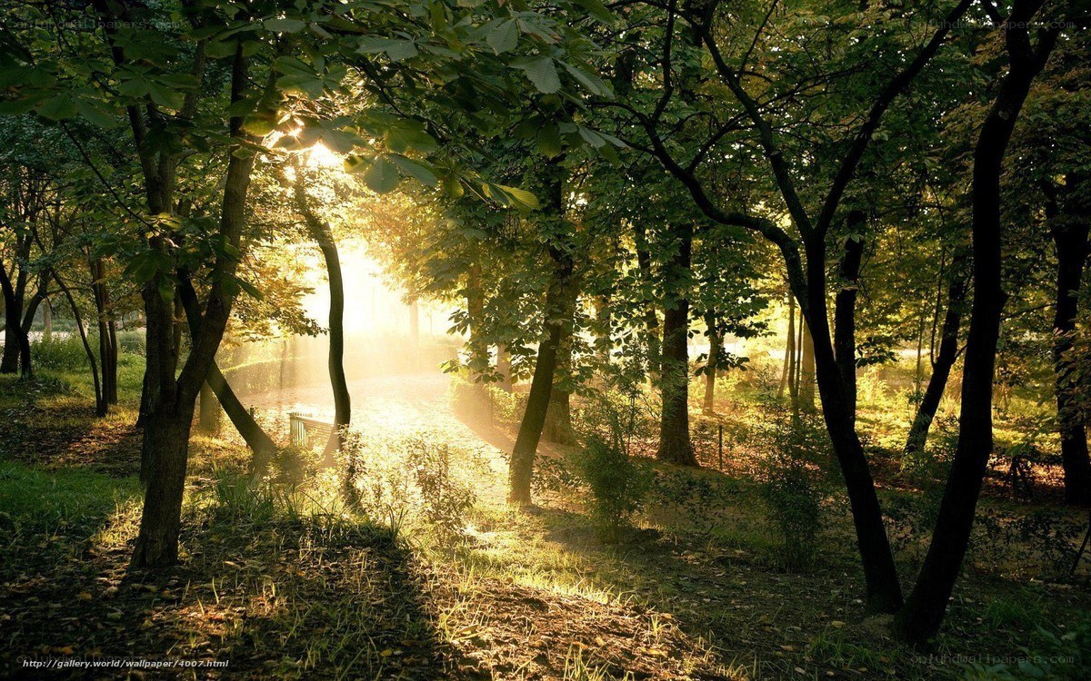 Sunlight through forest trees