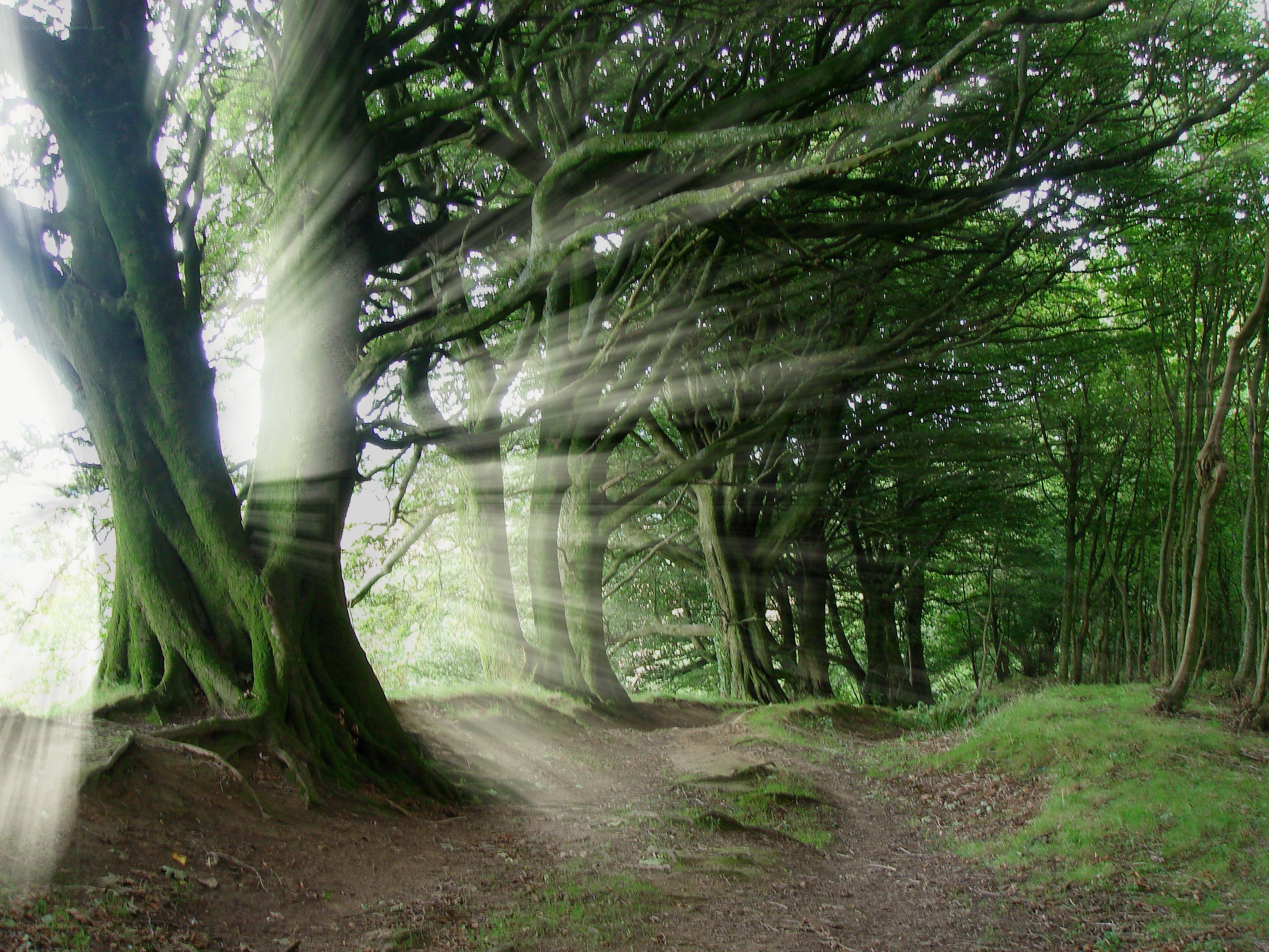 Sunlight through forest trees