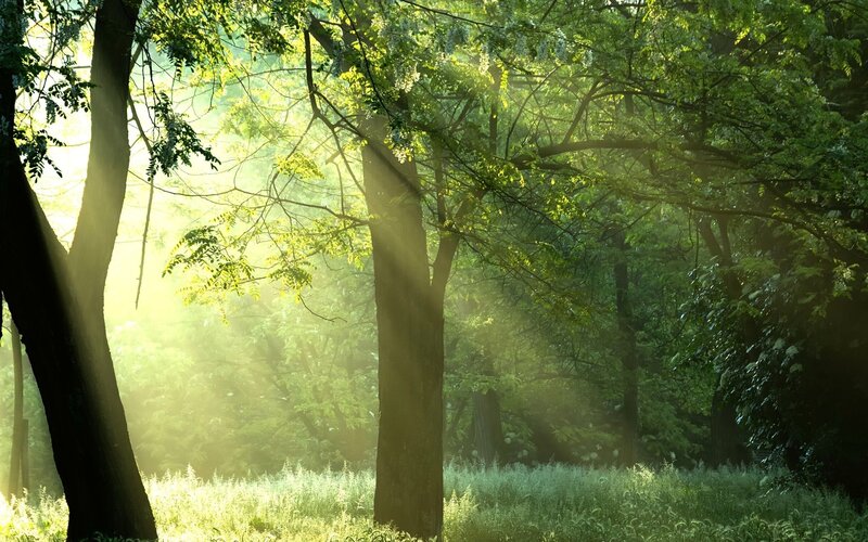 Sunlight through forest trees