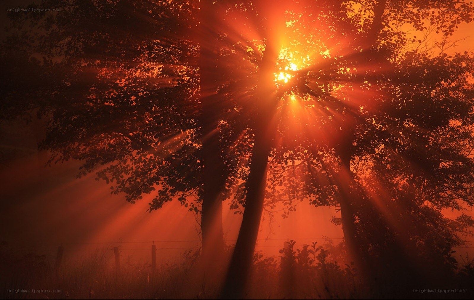 Sunlight through forest trees