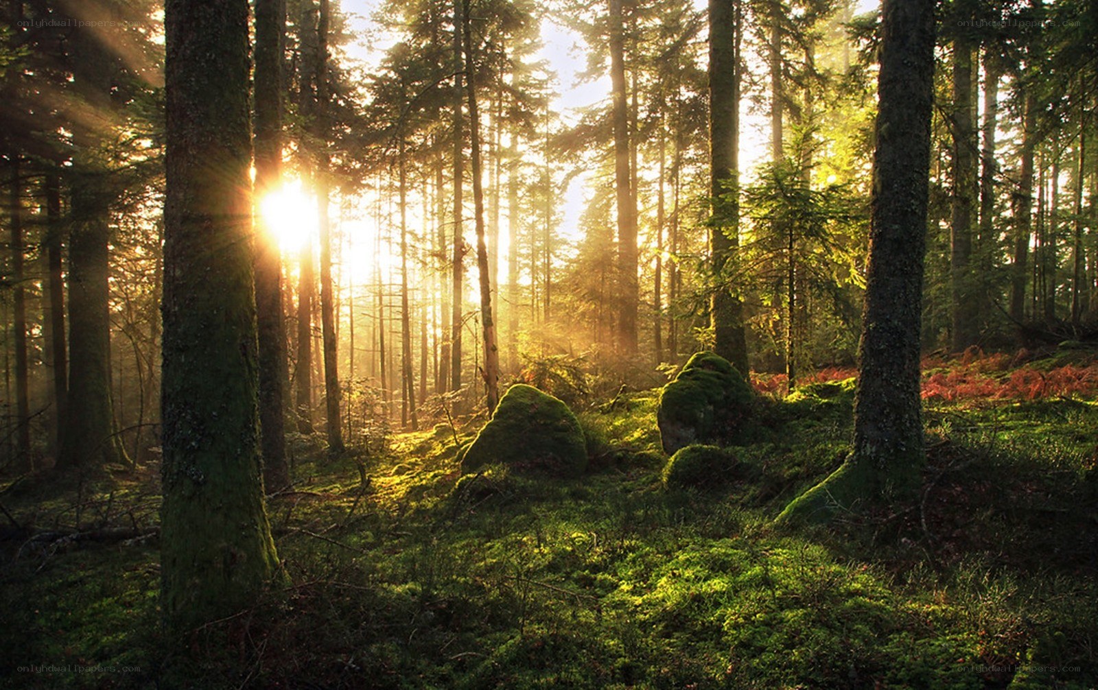 Sunlight through forest trees