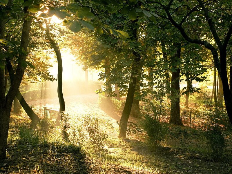Sunlight through forest trees
