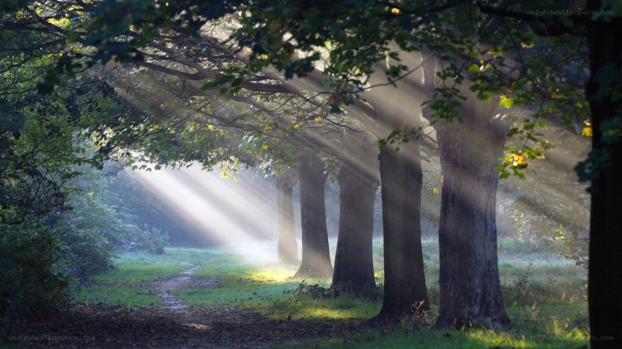 Sunlight through forest trees