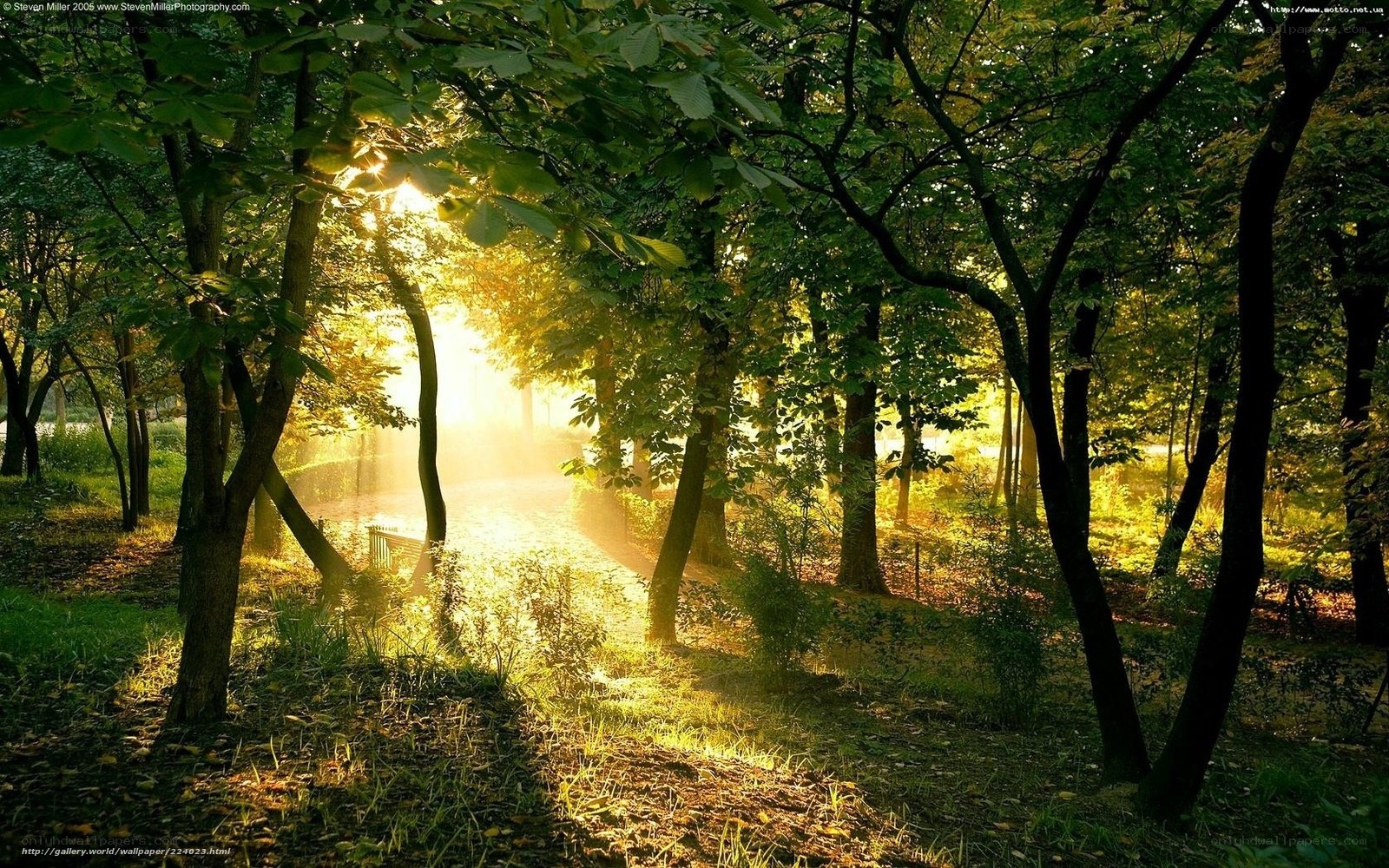 Sunlight through forest trees