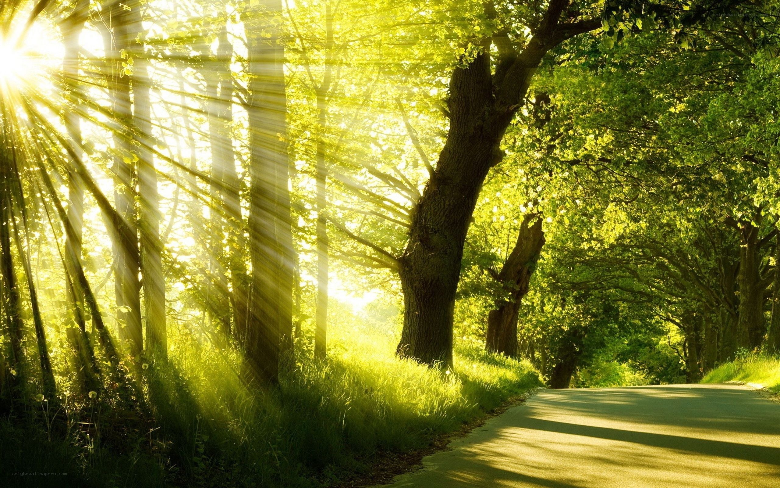 Sunlight through forest trees