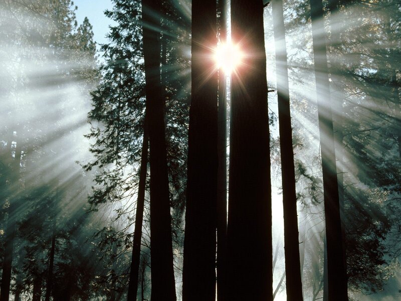 Sunlight through forest trees