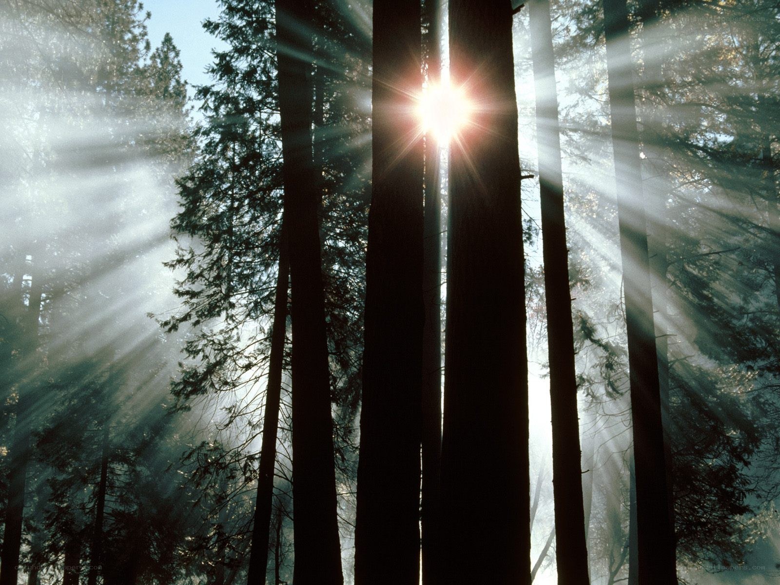Sunlight through forest trees