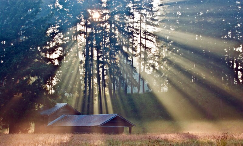 Sunlight through forest trees