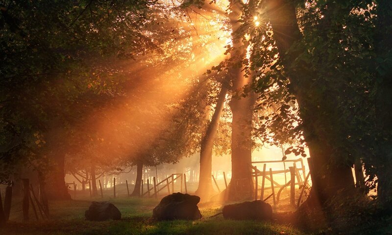 Sunlight through forest trees