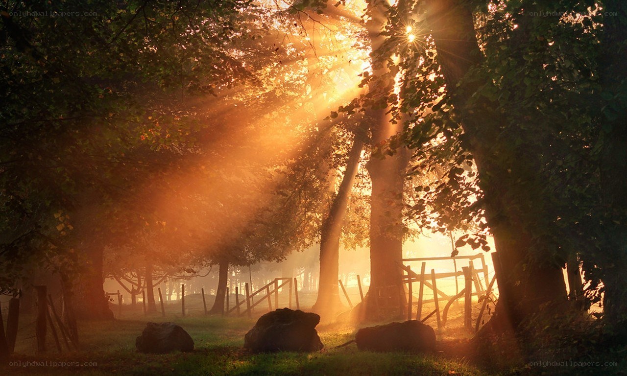 Sunlight through forest trees