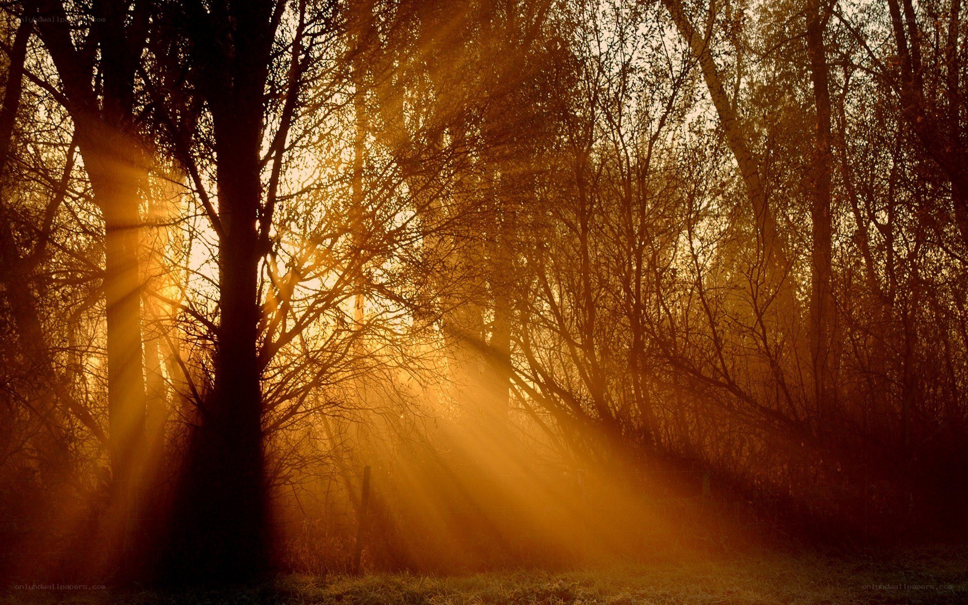 Sunlight through forest trees