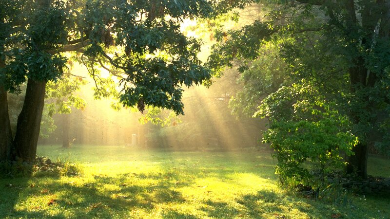Sunlight through forest trees