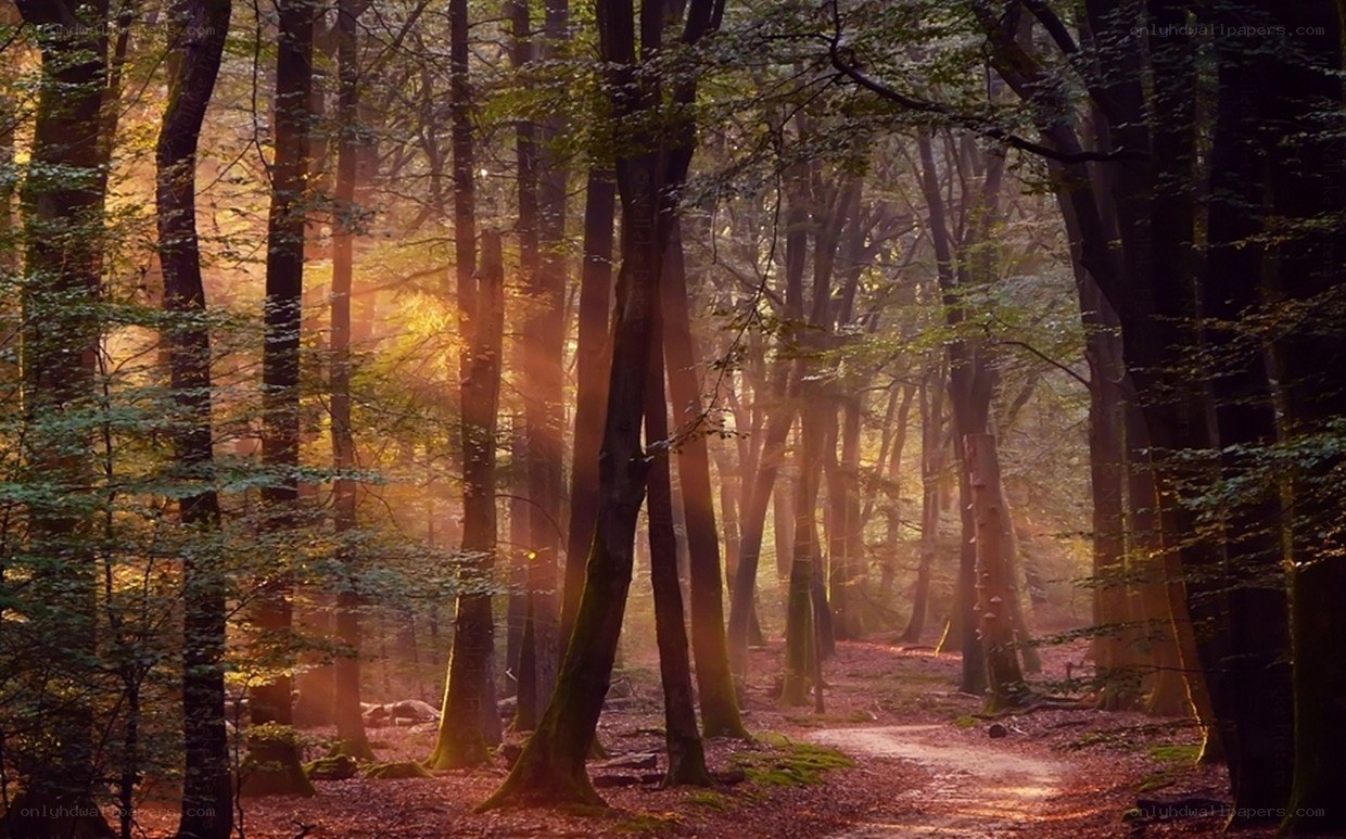Sunlight through forest trees