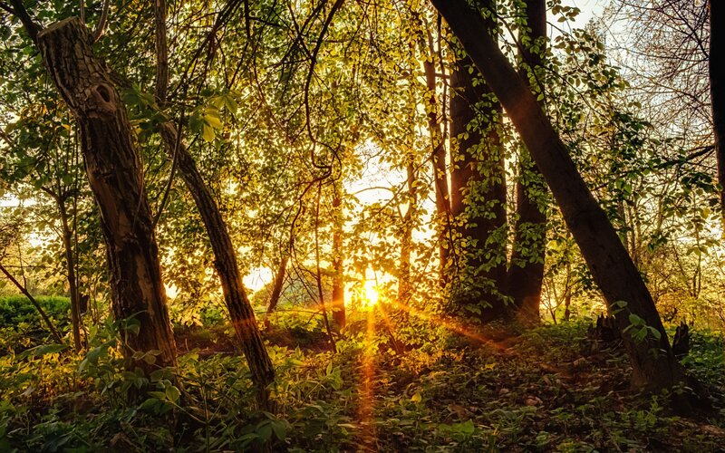 Sunlight through forest trees