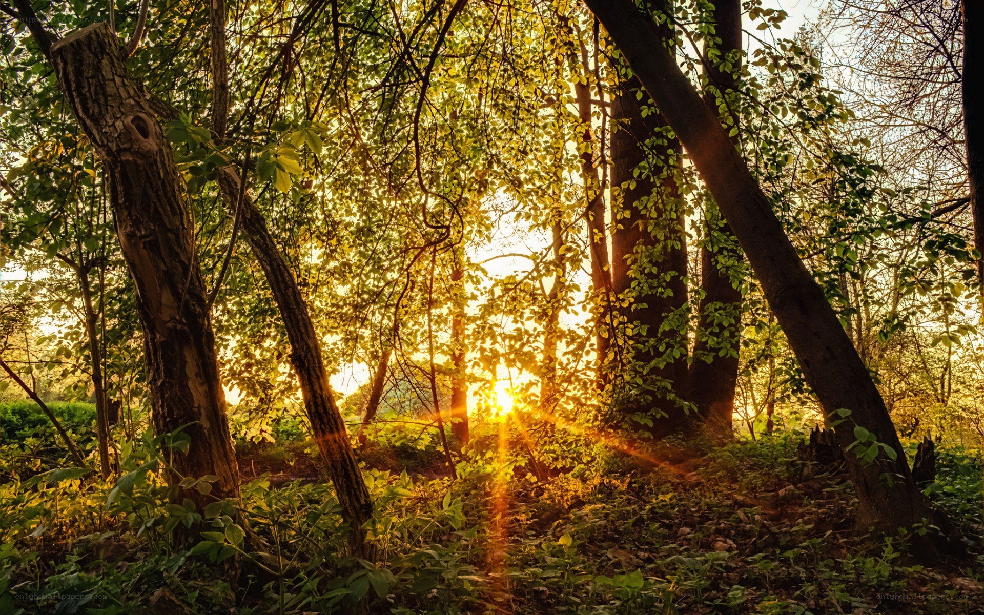 Sunlight through forest trees