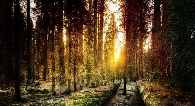 Sunlight through forest trees