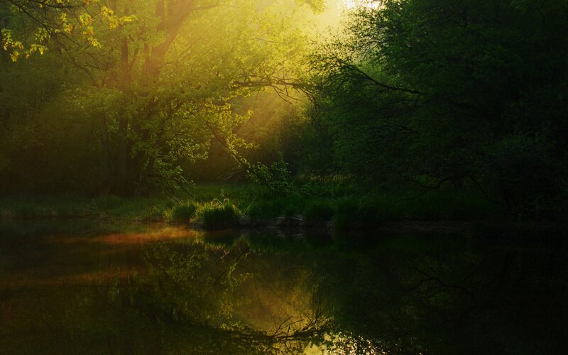 Sunlight through forest trees
