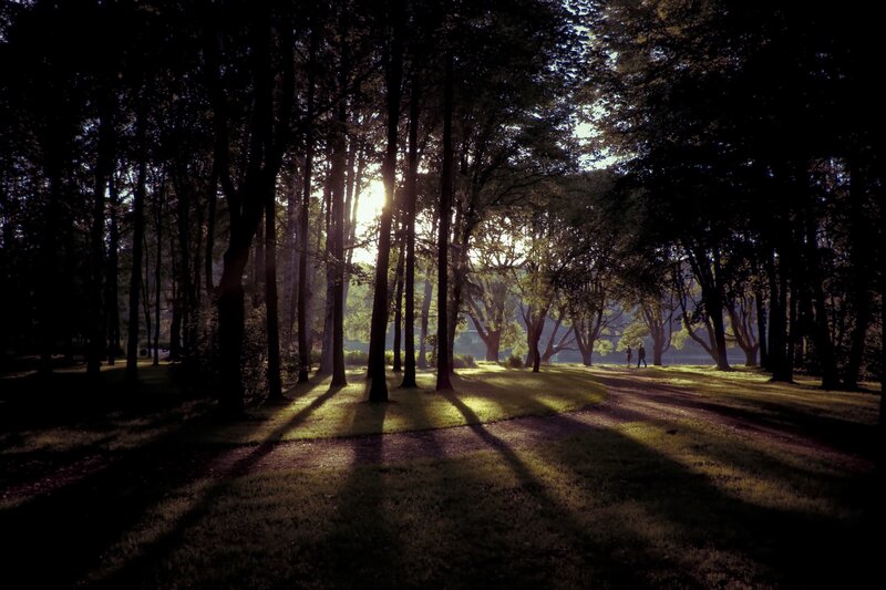 Sunlight through forest trees