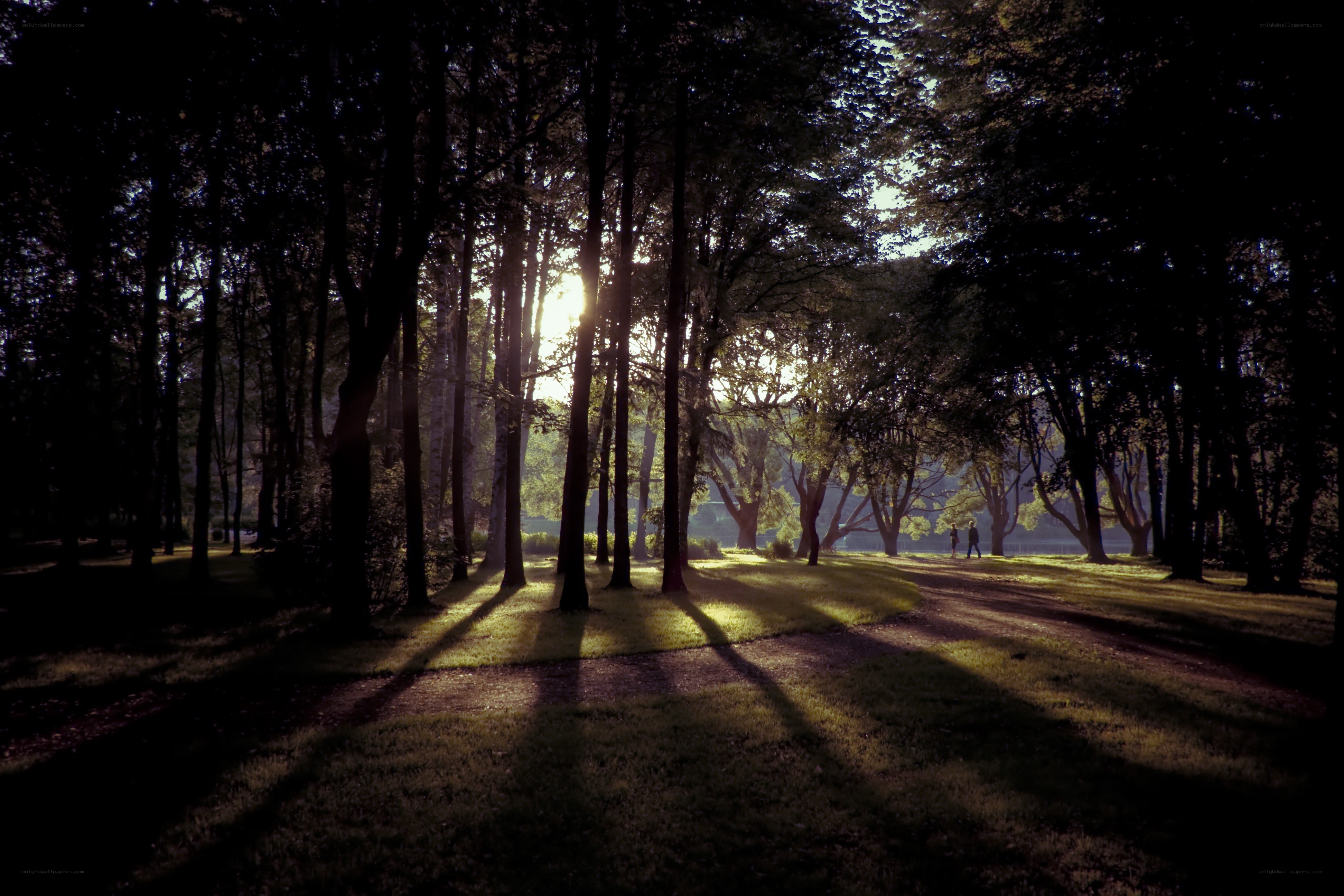 Sunlight through forest trees
