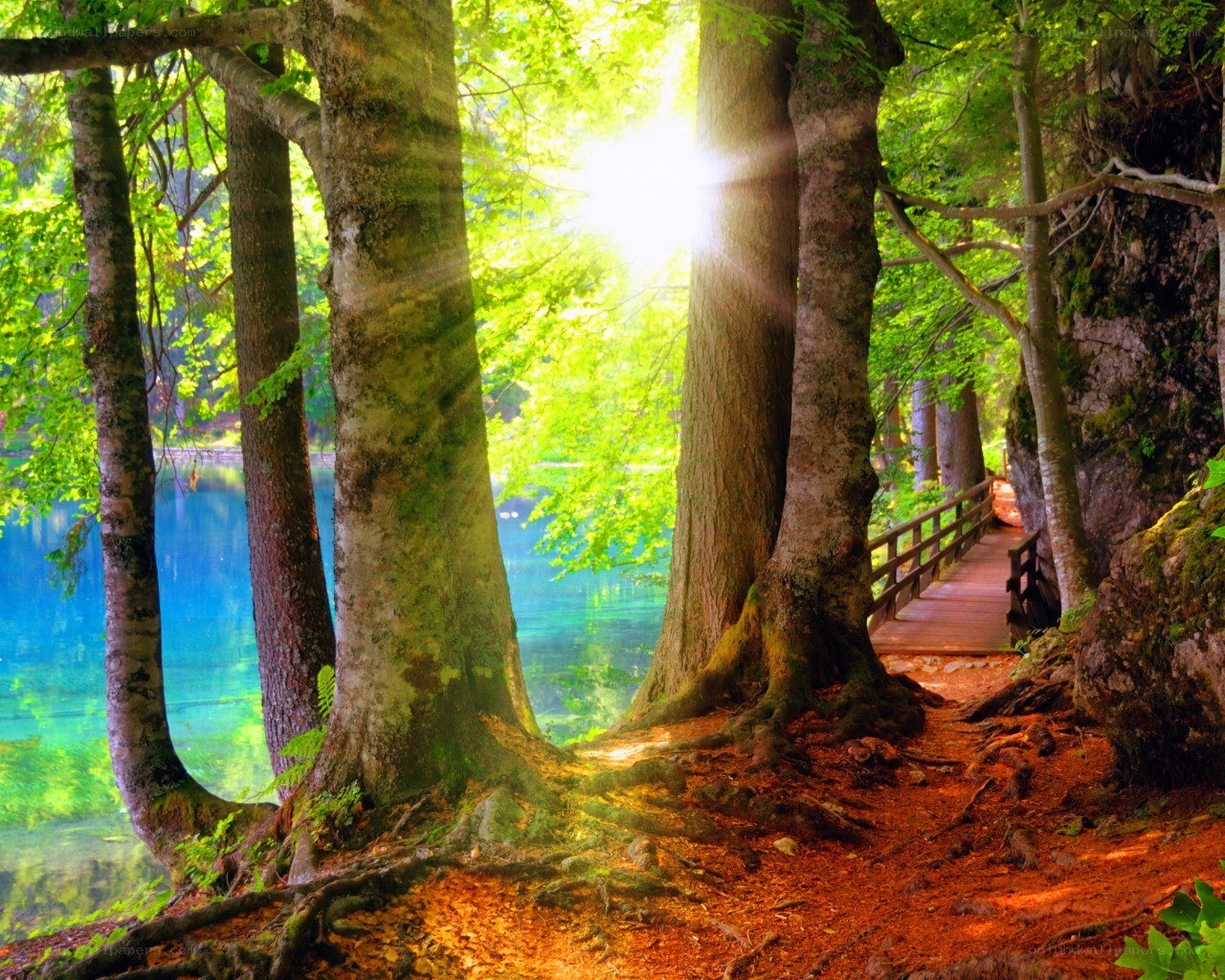Sunlight through forest trees