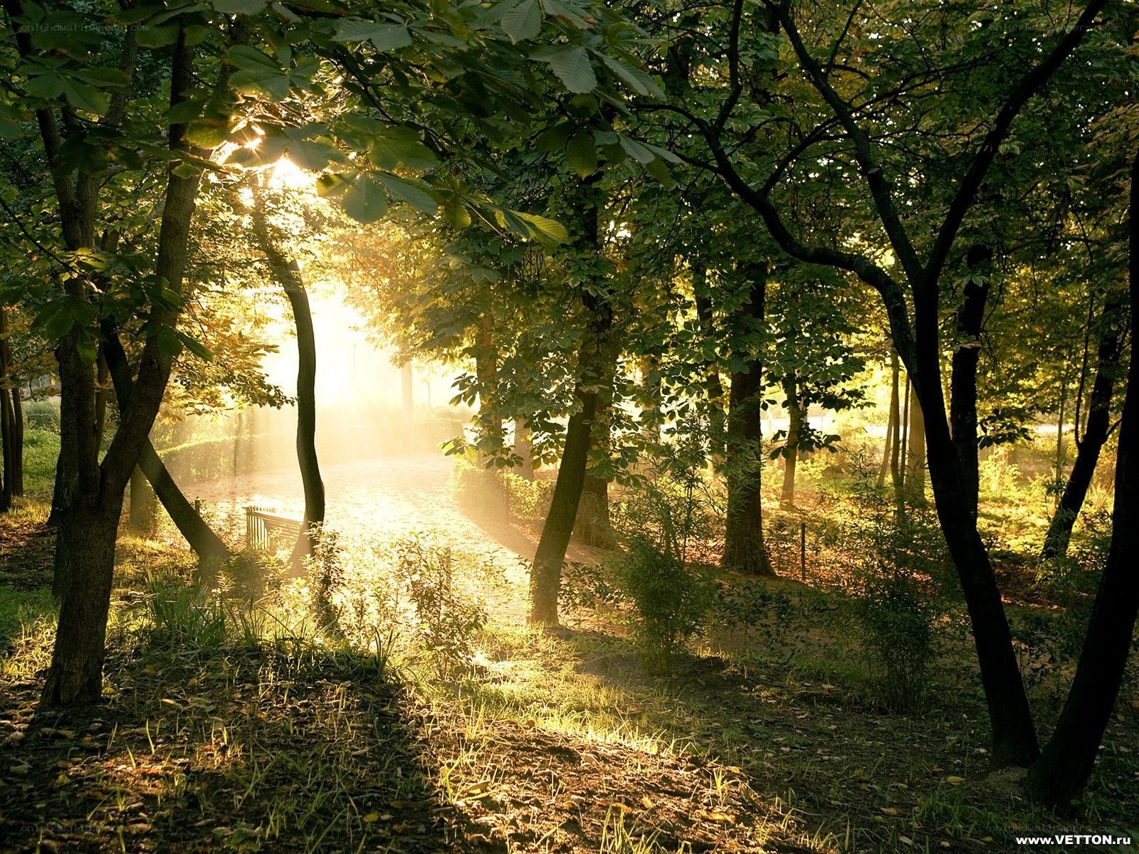 Sunlight through forest trees