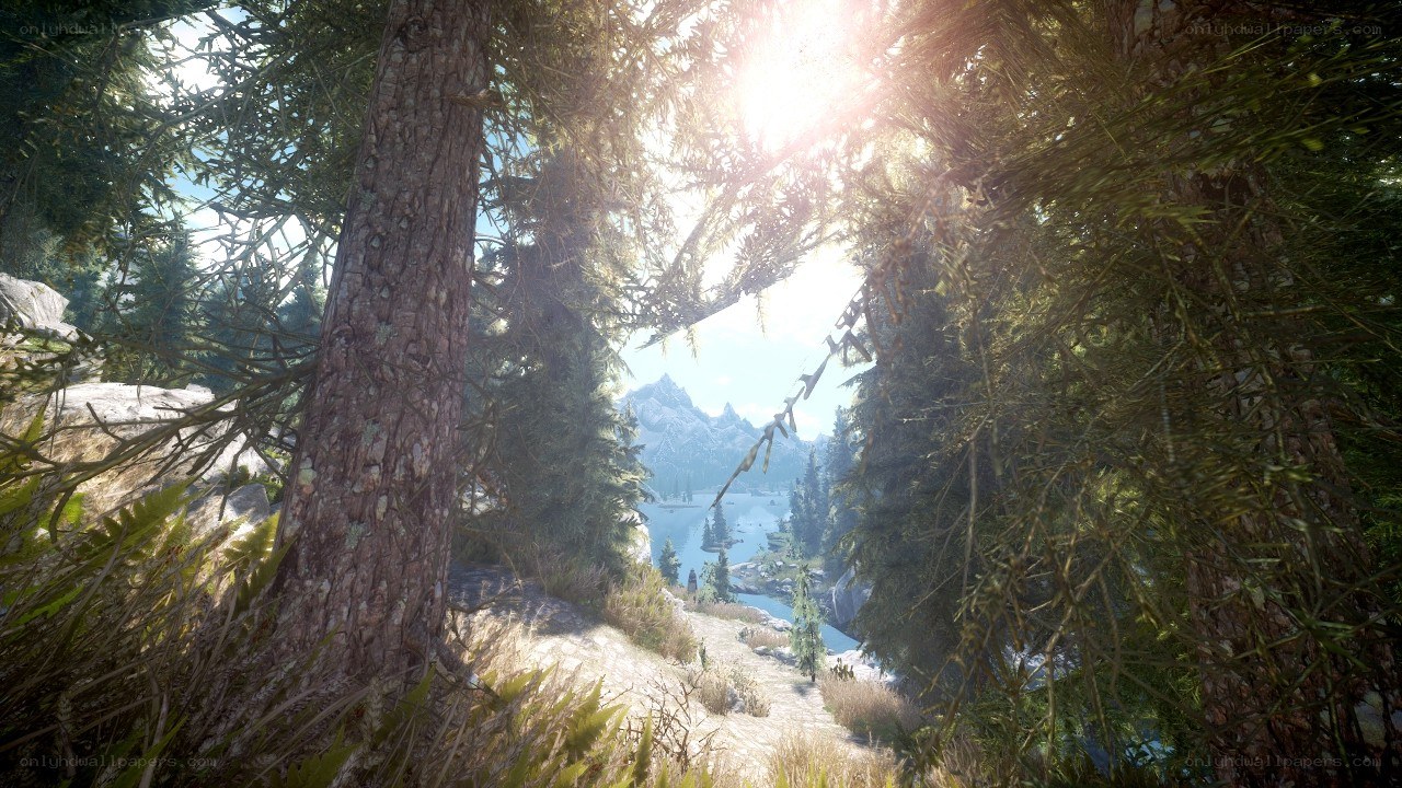 Sunlight through forest trees