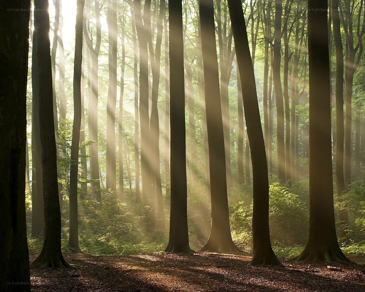 Sunlight through forest trees