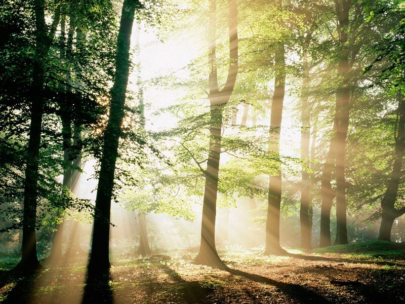 Sunlight through forest trees