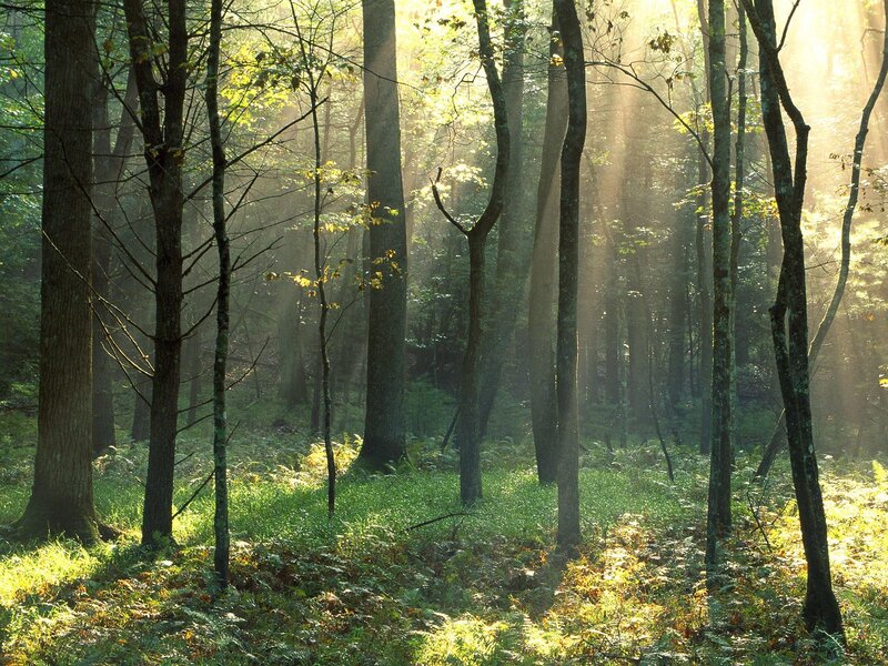 Sunlight through forest trees
