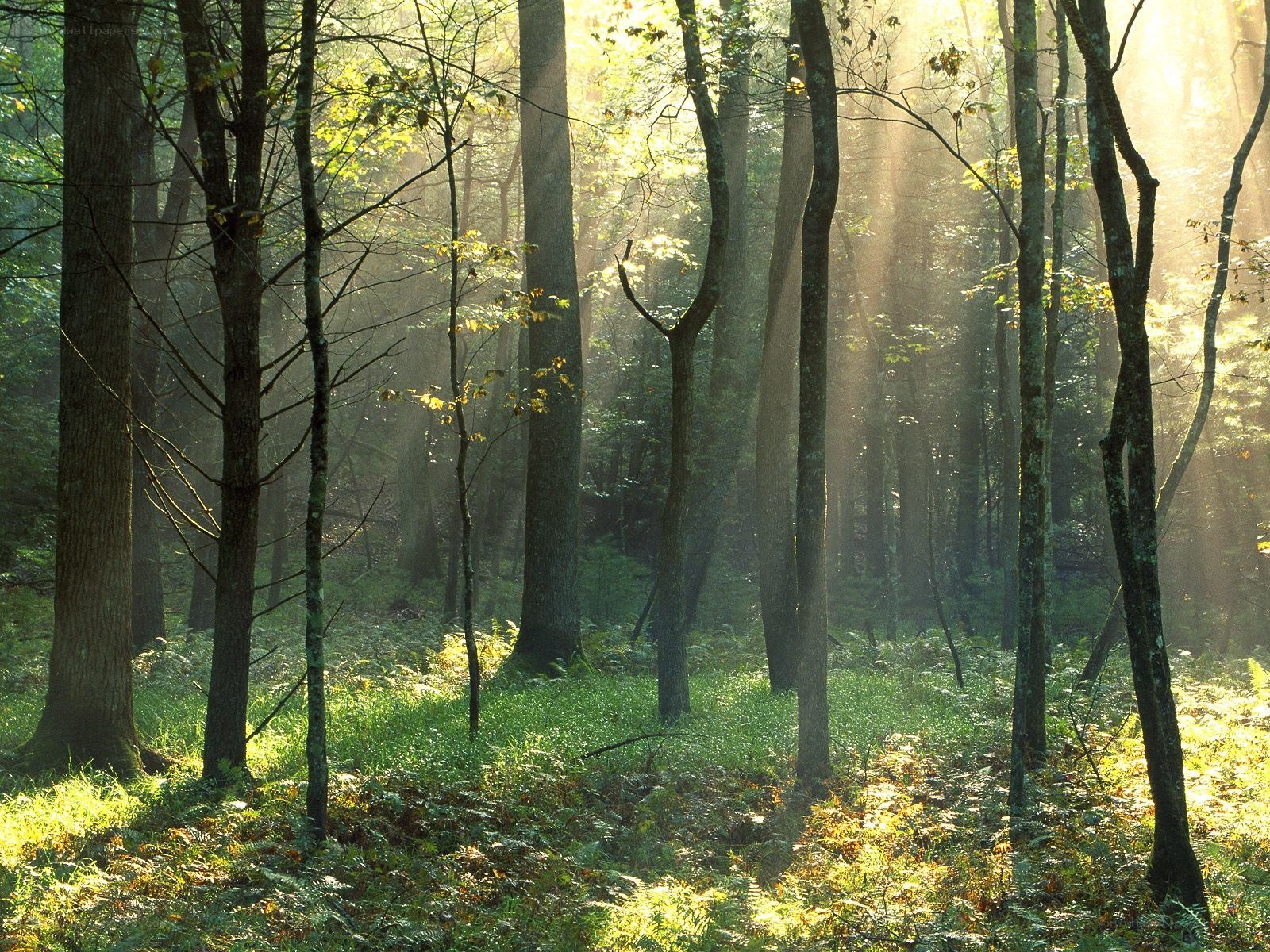 Sunlight through forest trees