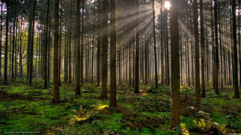Sunlight through forest trees