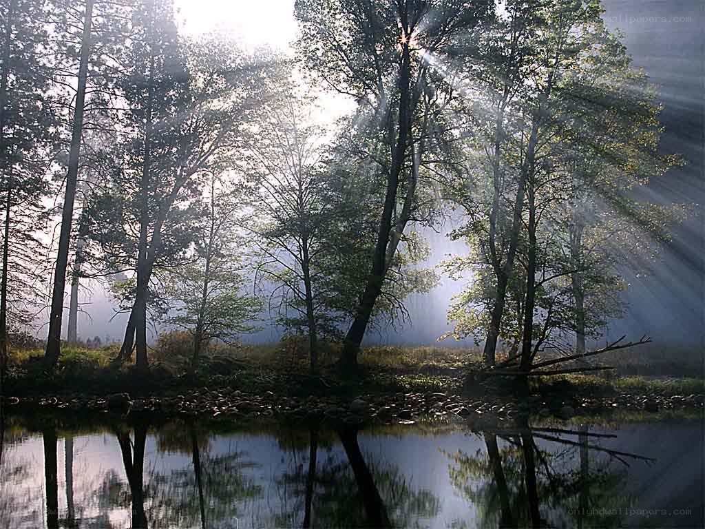 Sunlight through forest trees