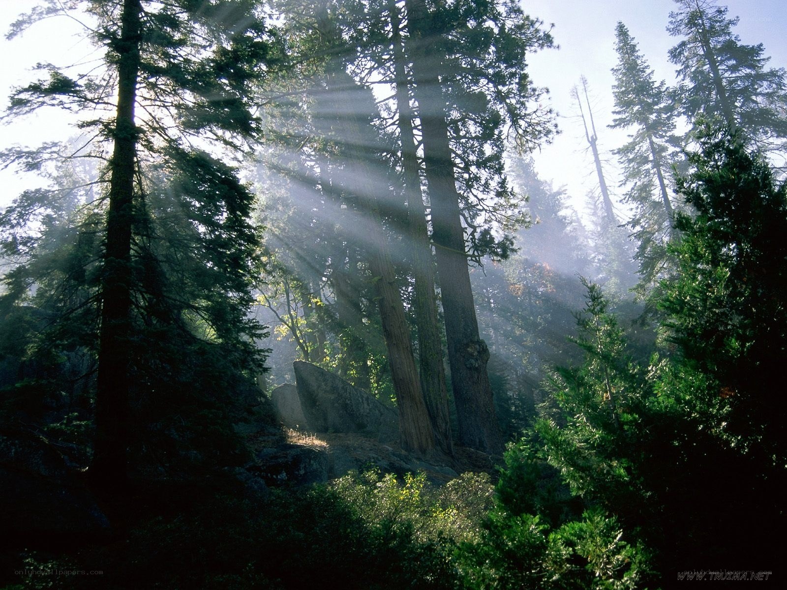 Sunlight through forest trees