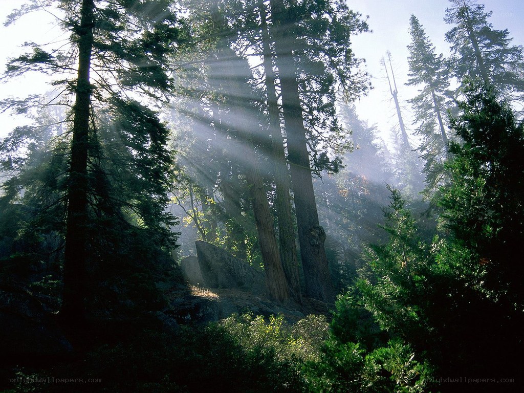 Sunlight through forest trees