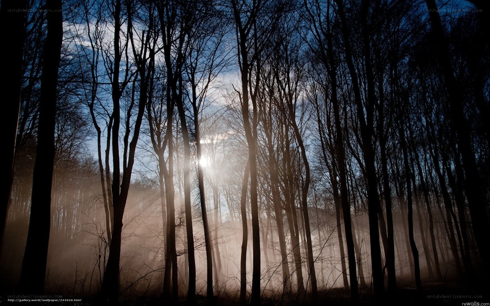 Sunlight through forest trees