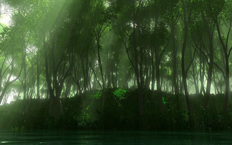 Sunlight through forest trees
