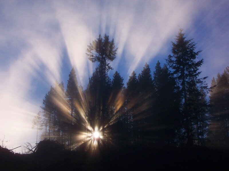 Sunlight through forest trees