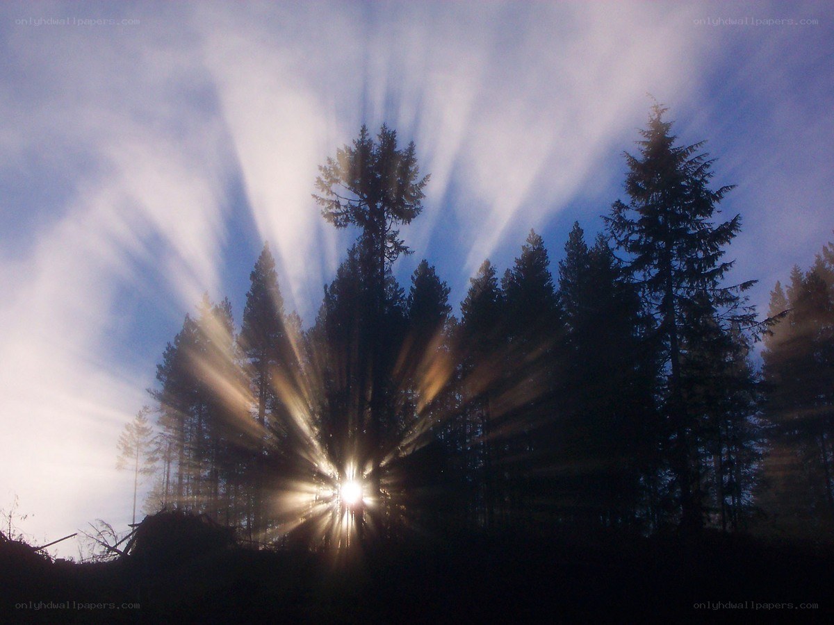 Sunlight through forest trees
