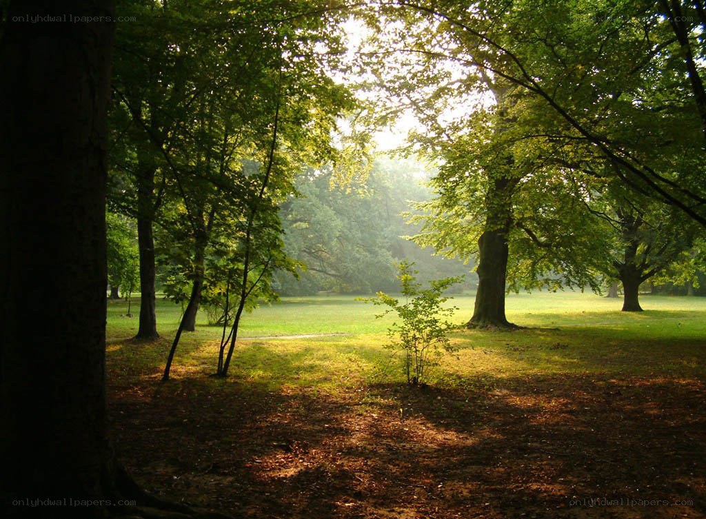 Sunlight through forest trees