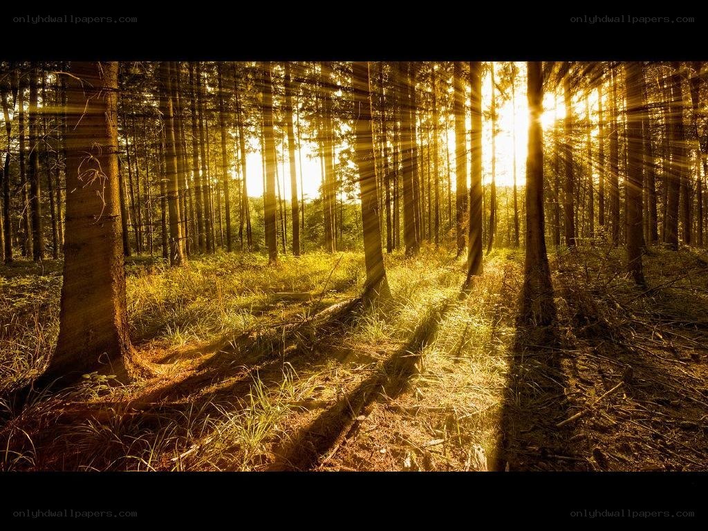 Sunlight through forest trees